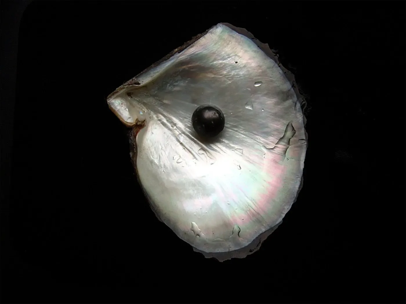 A black pearl beside its shell